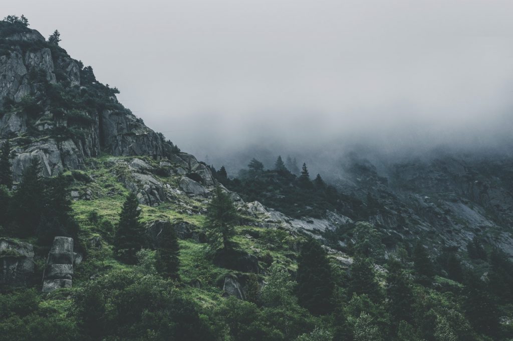 North Africa Green Leafed Trees During Fog Time 167684 1024x682 1